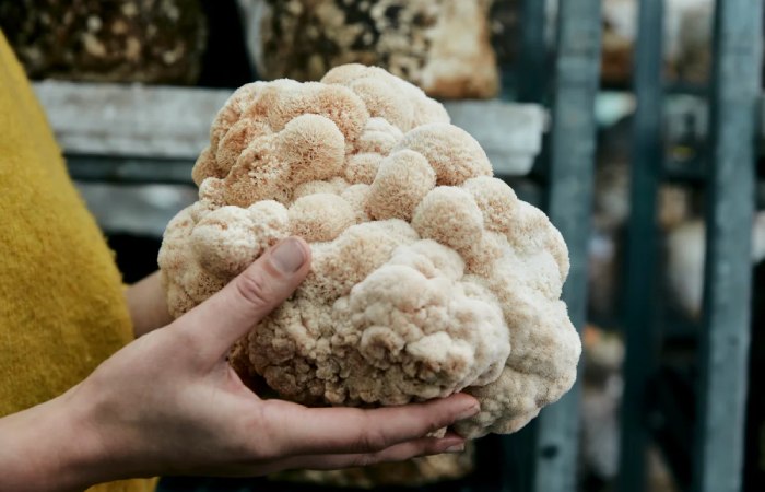 Health Benefits of Lion’s Mane Mushroom